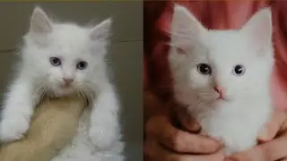 Here's what happens when you clone your cat