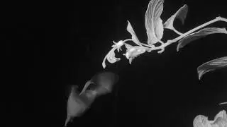 Bats as Pollinators: Burmeistera- A Tropical Bellflower