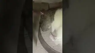Pet Rats Sleeping  II. #rat #hamster #petrat #pets #cute #ratcore