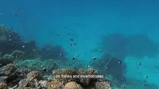 Caribbean Reef Shark