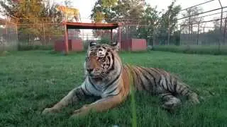 Adorably Goofy | TIGERS BEING CRAZY CUTE