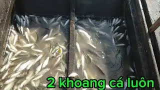 Trúng mánh rồi @dailoimientaysongnuoc 