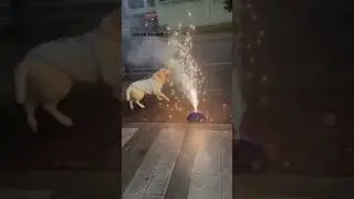 My Labrador's Dream: To Be a Firefighter! 🐕💥 dog Labrador firefighter dream pet