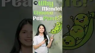 Why Mendel Chose Pea Plant? 🌱 | Genetics का सबसे Important Experiment!
