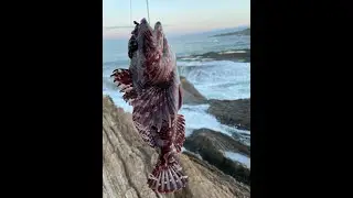 Rockfishing the California Central Coast (Montana de Oro State Park)