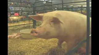West Niagara Fair