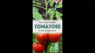 Planting Cordon Tomatoes in the Polytunnel