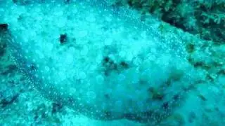 Peacock Flounder changing colors