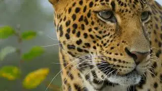 Snow Leopard: Ghost of the Frozen Mountains | A Cinematic Wildlife Documentary