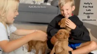 Holly's Fox Red Lab Puppies 10-20-25 #foxredlab #labpuppies #foxredlabrador