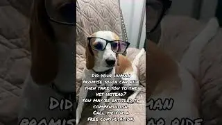 Did Your Human Promise You A Car Ride?