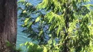 Humpback Whale in Case Inlet 5-20-17