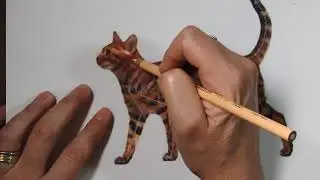 Cat bone structure in your drawing