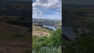 Rowena Crest Oregon #nature #fun #flowers #columbiarivergorge #wildflowers #hiking #pnw #beautiful