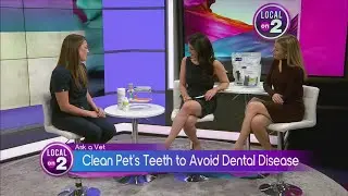 Dental health for your pet