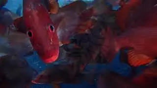 Lutjanus erythropterus紅魚