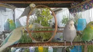 Wellensittich Fl&uuml;stern in Dauerschleife zum Einschlafen 🌙🐤 #Schlafhilfe #ASMR #Wellensittich #beru