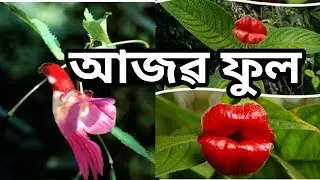 Top 10 unusual Flowers // ১০ টা আজৱ ফুল - looks like something else by porha xuna