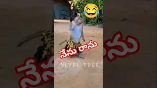 Nenu ranu mumbaiki😂 #cuteanimals #animalbehavior #monkeycomedy