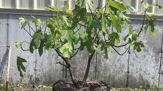 How to Manage a Pot Bound Plant