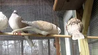 Ring-necked Doves in courtship.
