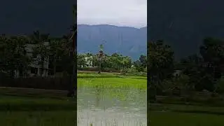 Beautiful Village Kollengode🌾#nature  #kollengode #keralamonsoon #paddyfields #palakkad
