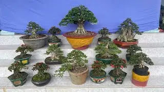 Ngày 05/02/2026 Giao lưu Mai Chiếu Thủy, Sam Núi Trái, Trang Sen Nhật #0836465237