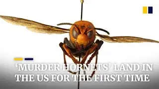 &lsquo;Murder hornets&rsquo; spotted in the US for the first time
