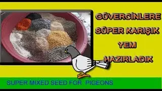 Güvercinlere Süper Karışık Yem Hazırladık