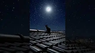 What Is This Kitten Waiting For on the Rooftop? 🌙🐱