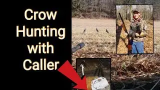 Crow hunting with (FoxPro Caller)