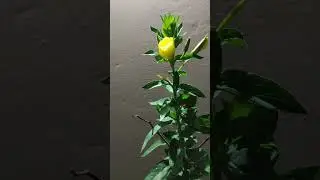 Oenothera Biennis, the common evening-primrose