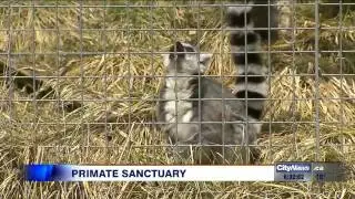 Video: A visit into one of two primate sanctuaries in Canada