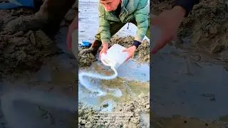 Razor Clam Hunting: A Unique Harvesting Technique