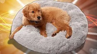 Mis perros est&aacute;n obsesionados con esta cama para perros con forma de dona