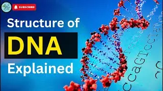 Watson and Crick model of DNA  DNA structure and function | Discovery of dna | Biology | BioScholar