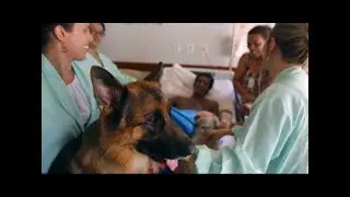 Brazilian hospitals offer dog-assisted treatments to patient