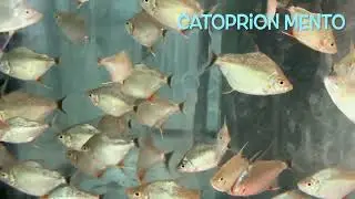 Catoprion mento