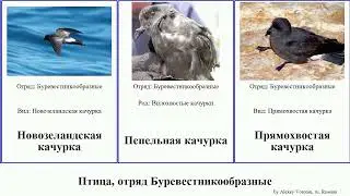 Птица, отряд Буревестникообразные качурка bird petrel Fuse Малая Прямохвостая Сизая Чернобрюхая