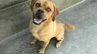 CHAMP (A252222) Pug/Beagle Mix Adopted