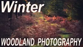 TIPS ON WINTER WOODLAND PHOTOGRAPHY | LANDSCAPE PHOTOGRAPHY UK| THE NEW FOREST