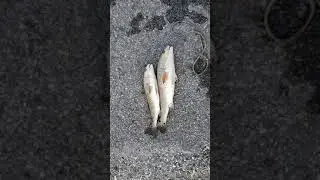 La 1 roadside redfish