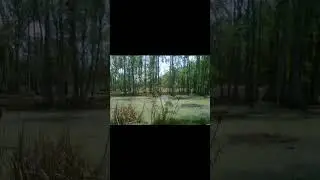 Photography Art : BEAUTY OF  A  SWAMP