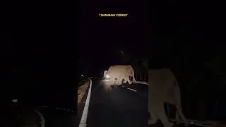 elephant road crossing
