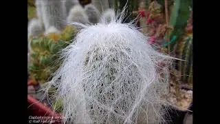 Espécies de Cactos - Cephalocereus senilis (Cabeça de Velho)
