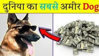 दुनिया का सबसे अमीर Dog | Surprising Fact...👉🙄👆 #shorts