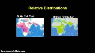 Evolution and Human Variation