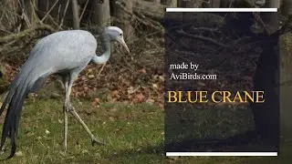 Blue Crane / Stanley Crane / Paradise Crane [Grus Paradisea]
