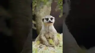 Ra