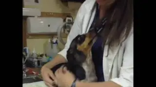 Veterinary Acupuncture - Case Study